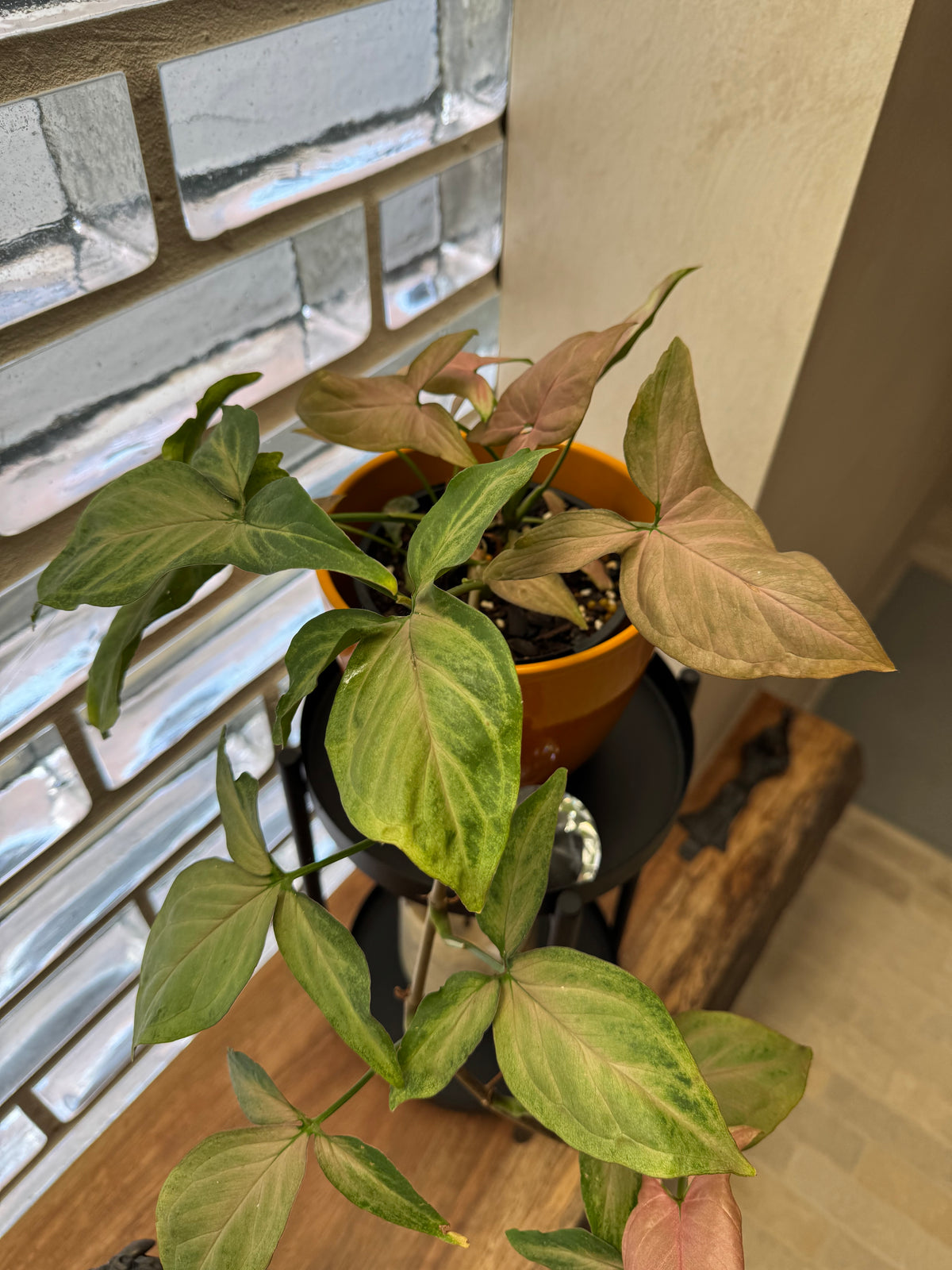 Syngonium 'Pink Passion'