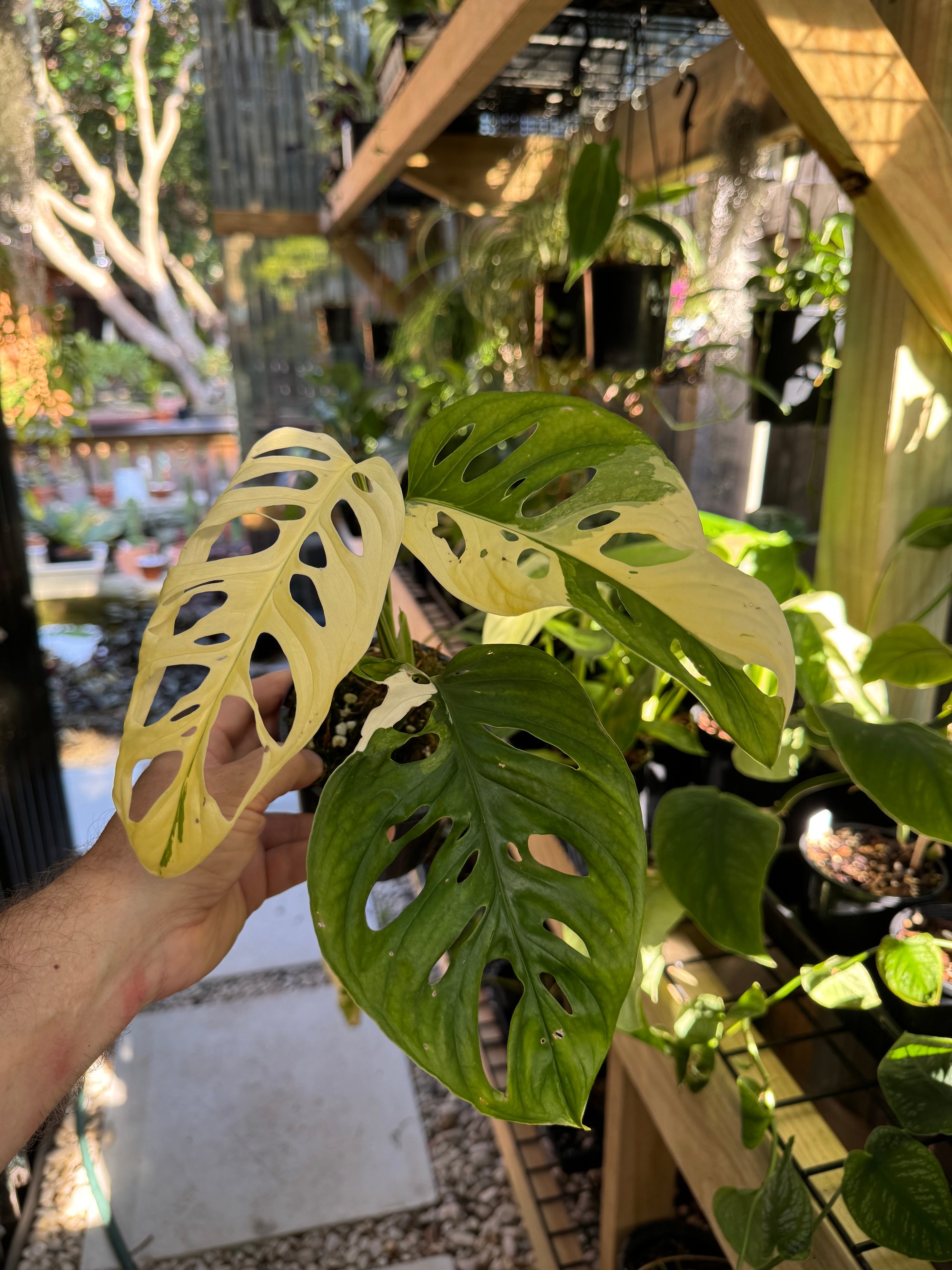 Monstera adansonii variegated - Large Form