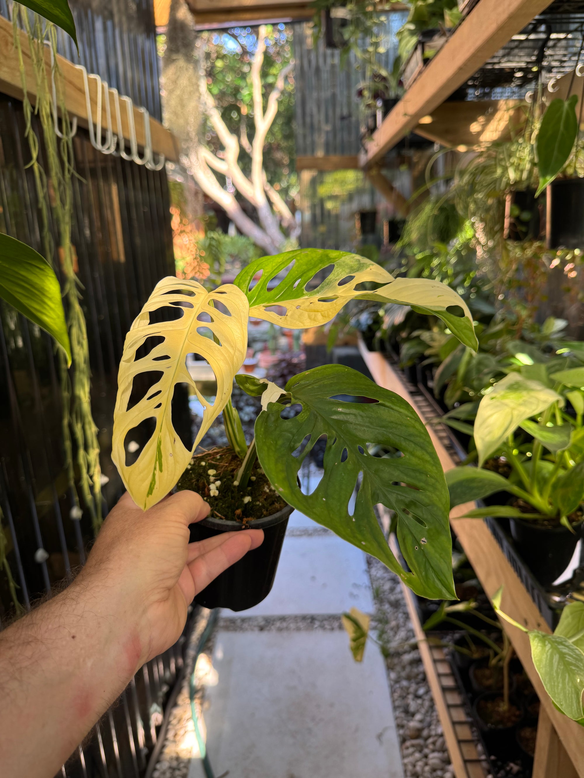 Monstera adansonii variegated - Large Form