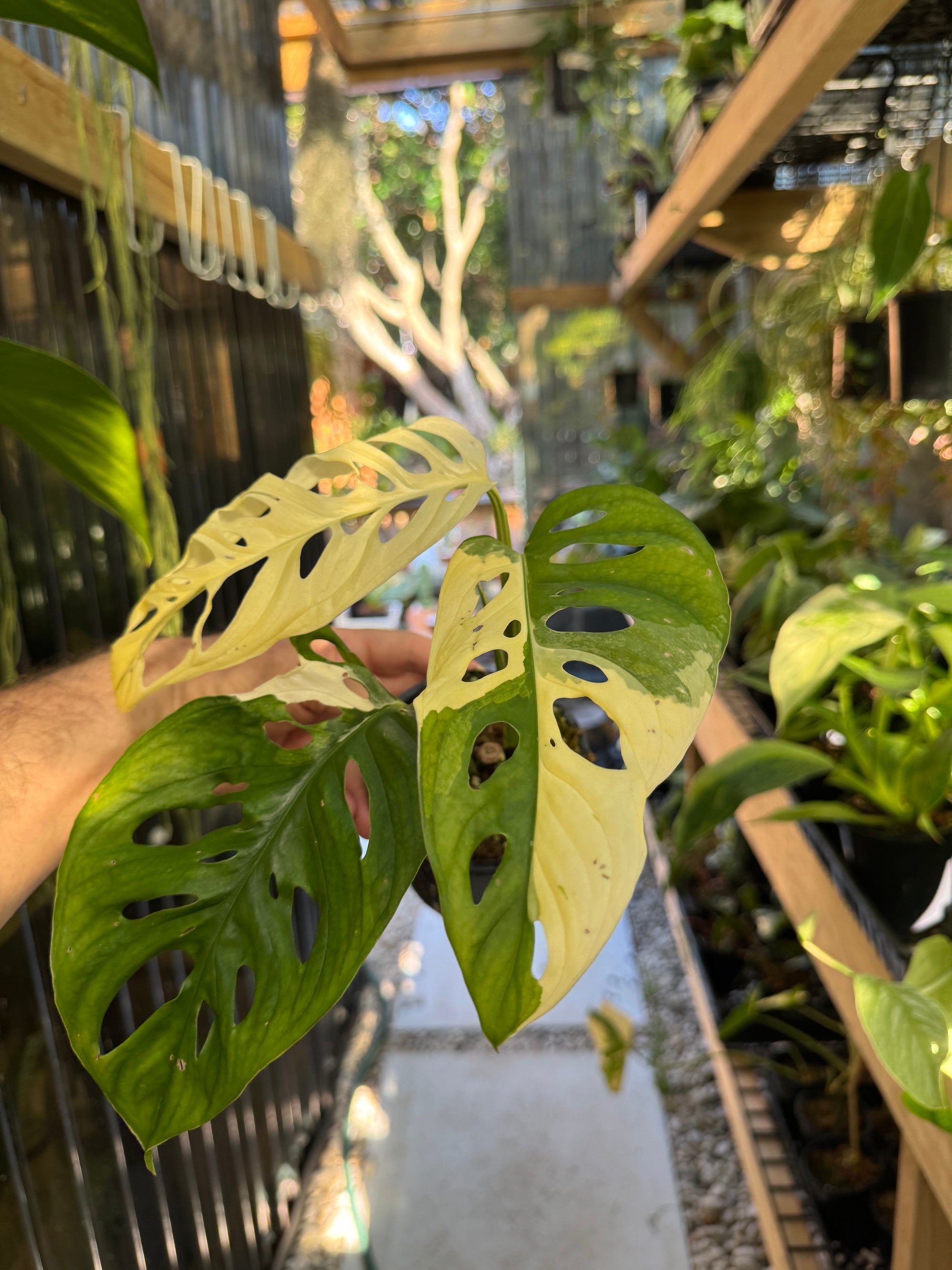 Monstera adansonii variegated - Large Form