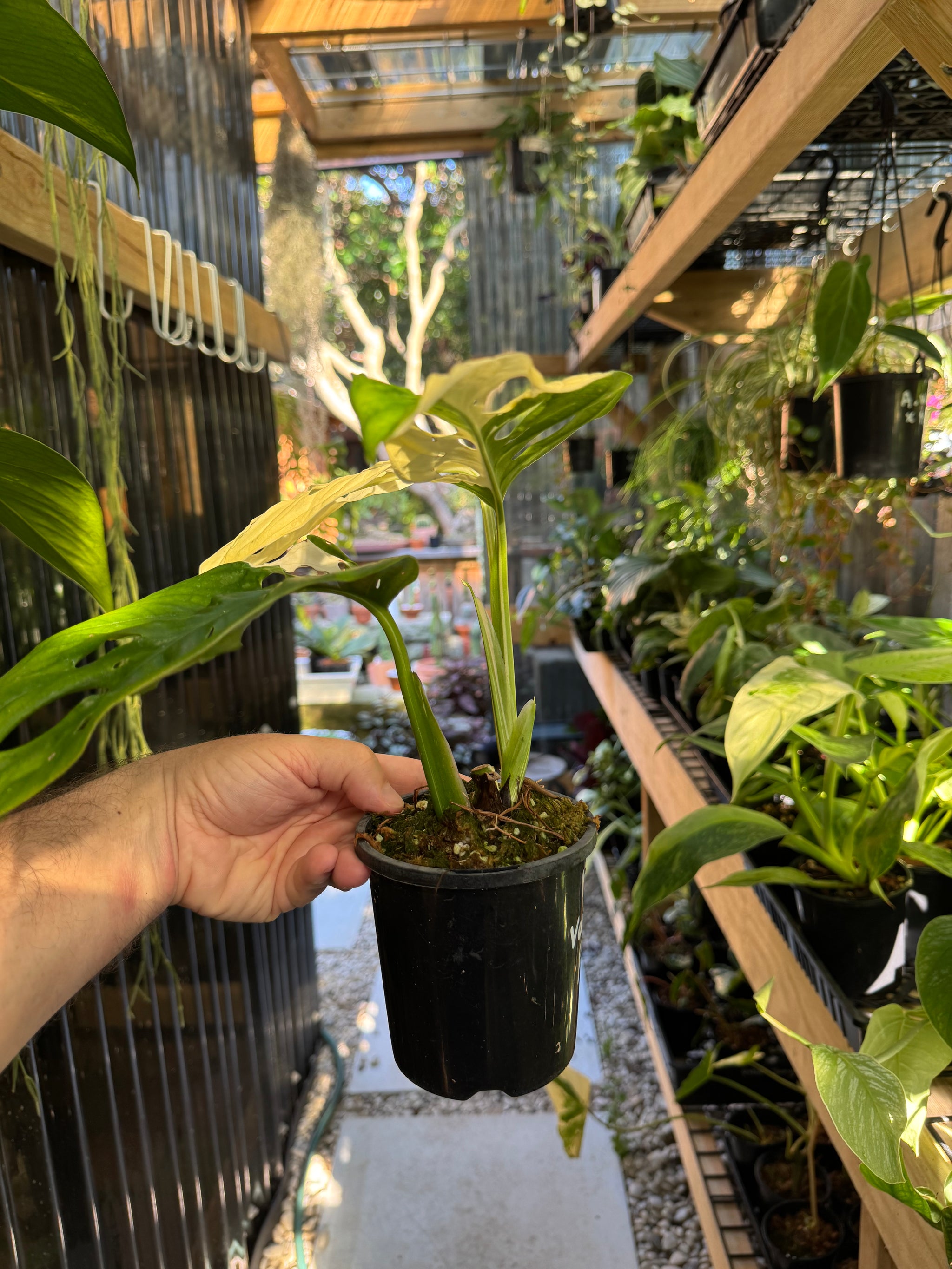 Monstera adansonii variegated - Large Form