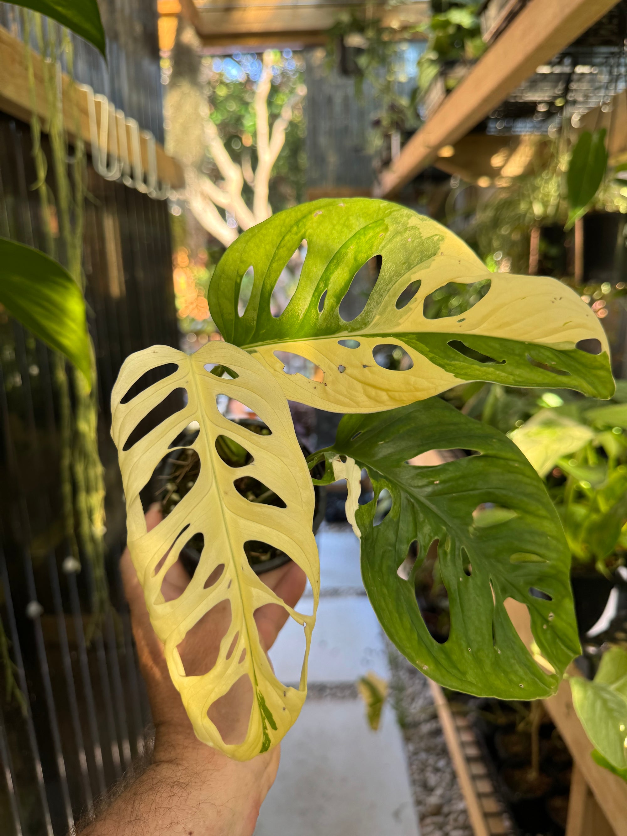 Monstera adansonii variegated - Large Form