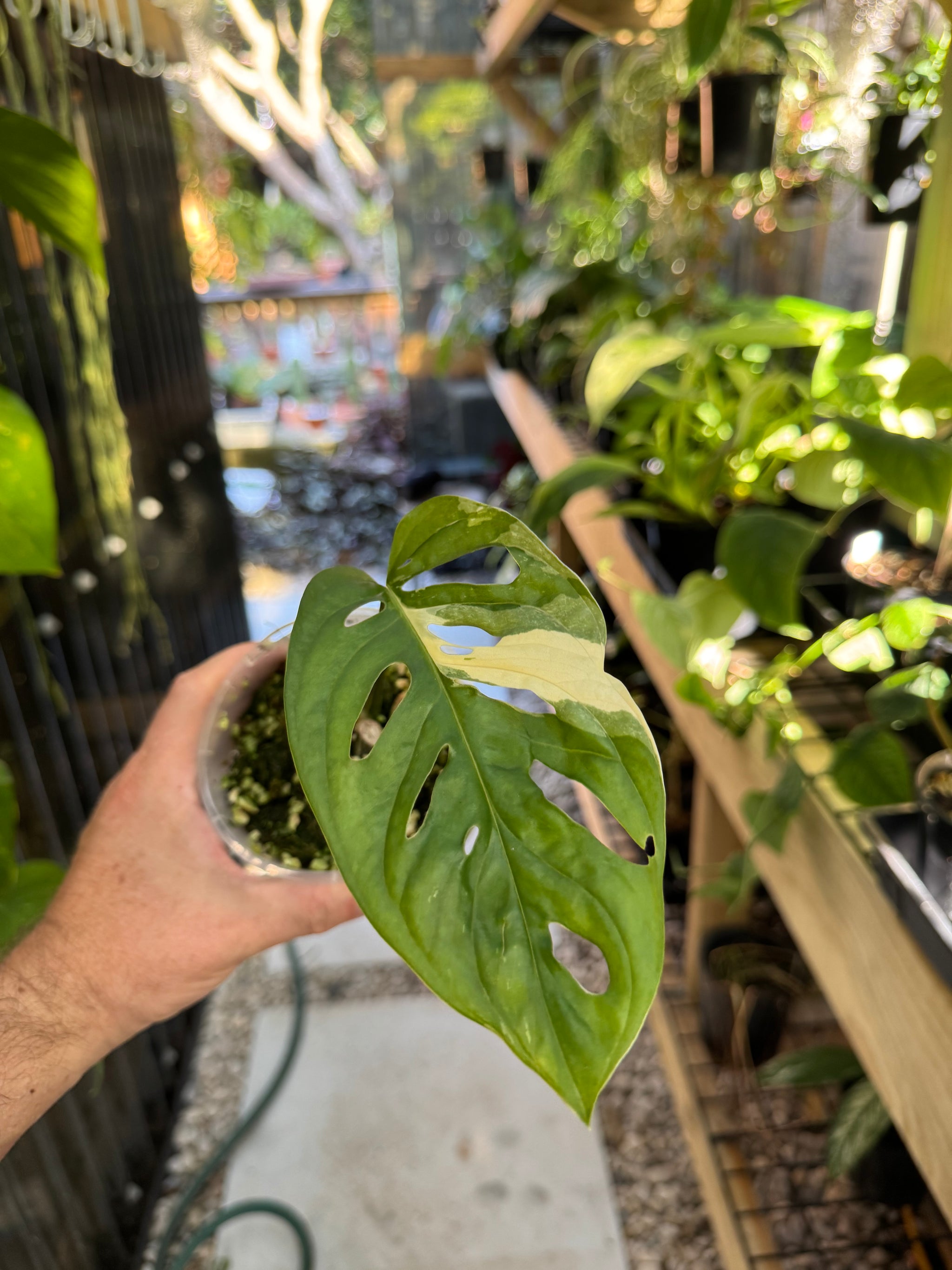 Monstera adansonii variegated - Large Form