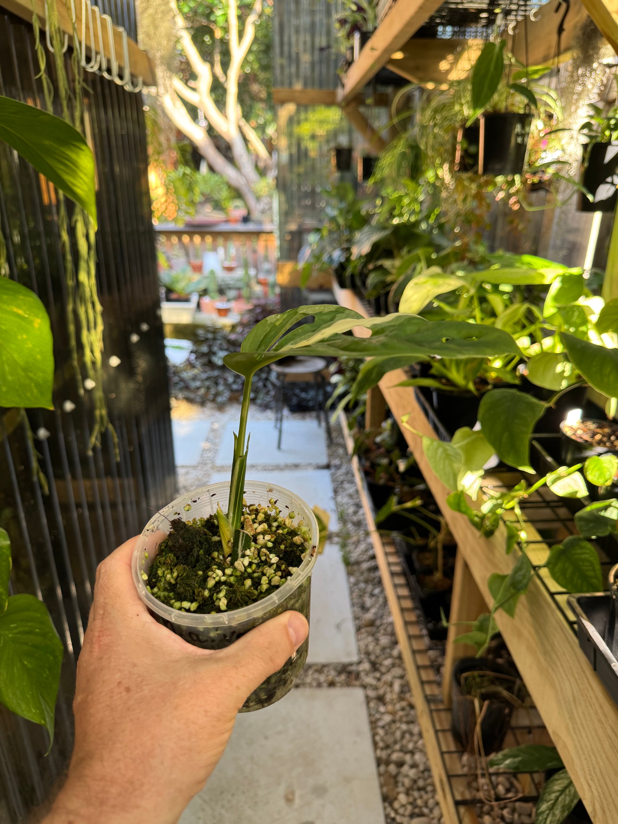 Monstera adansonii variegated - Large Form