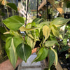 Philodendron 'Rio'