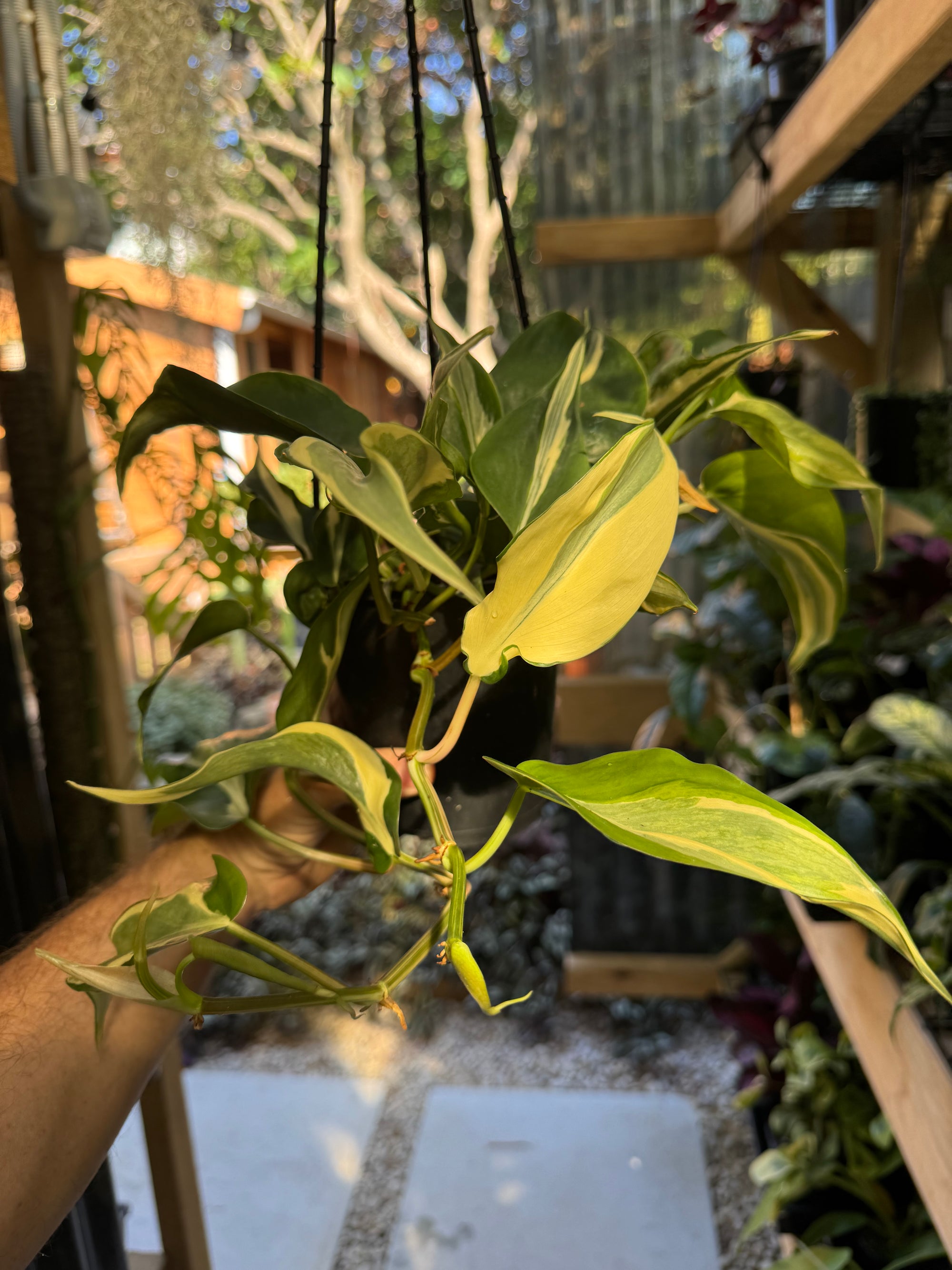 Philodendron 'Rio'