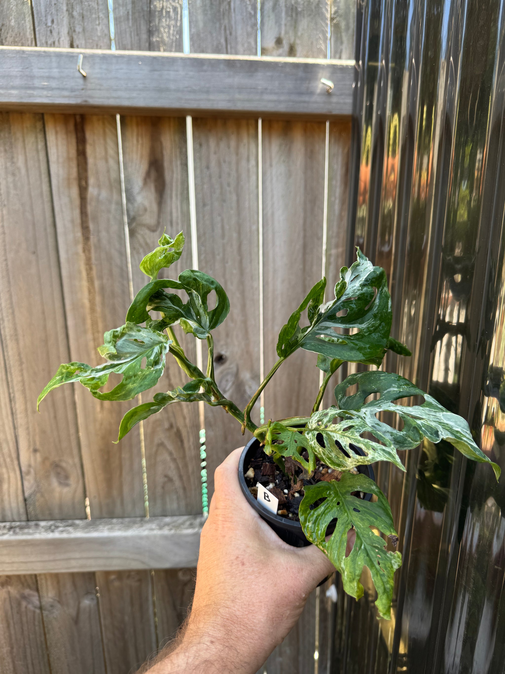 Monstera adansonii Mint