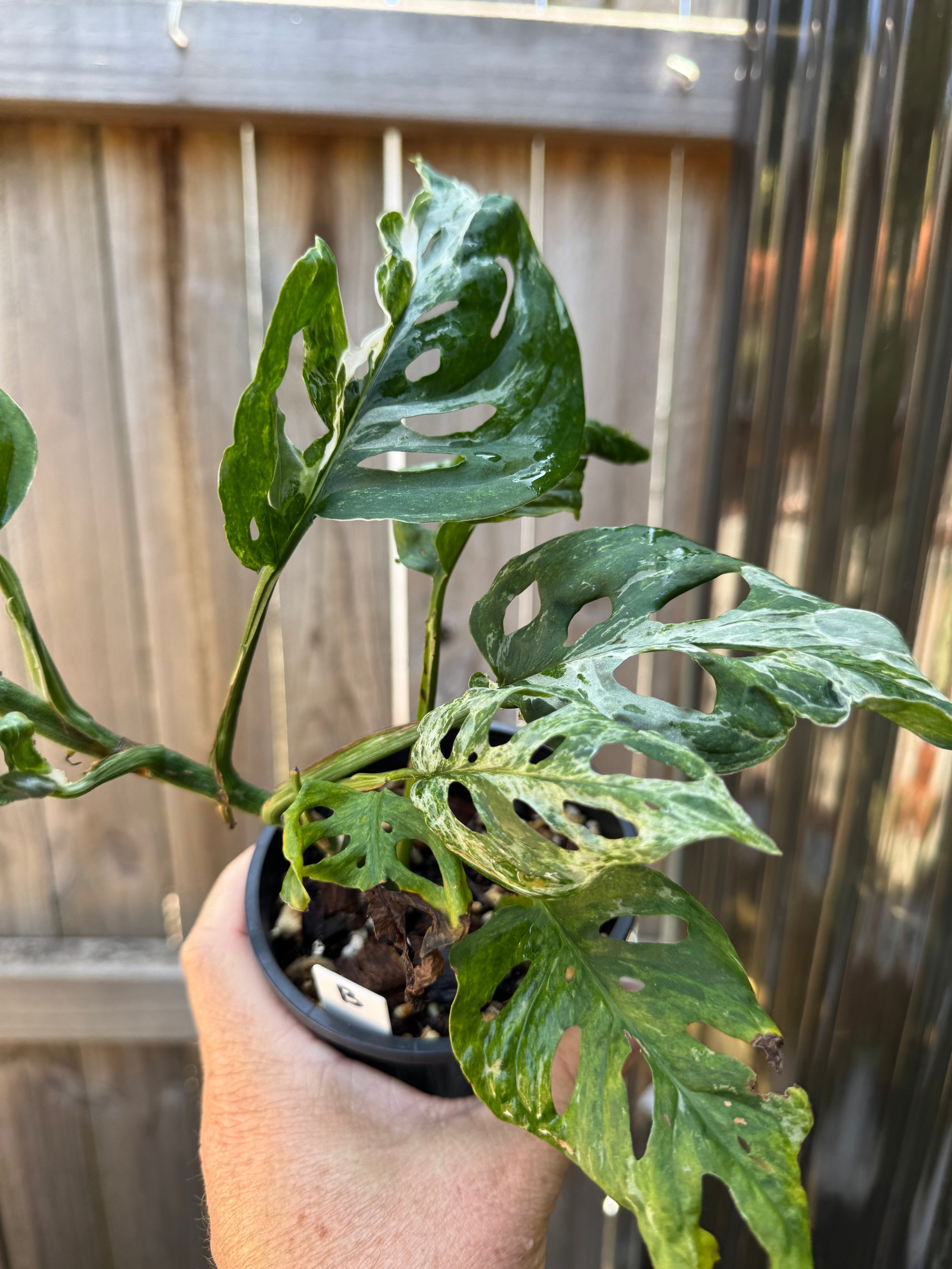 Monstera adansonii Mint