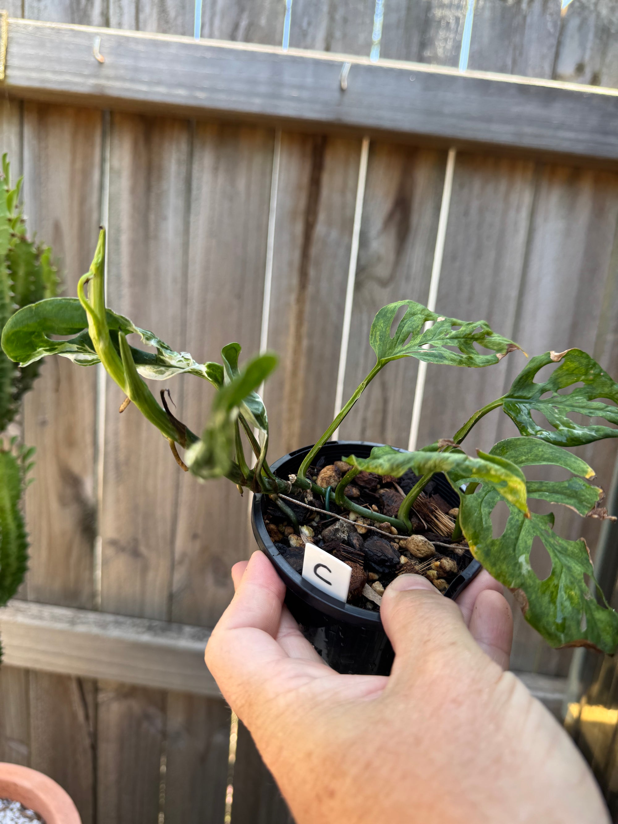 Monstera adansonii Mint