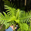 Dwarf Tree Fern ‘Silver Lady’