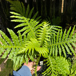 Dwarf Tree Fern ‘Silver Lady’