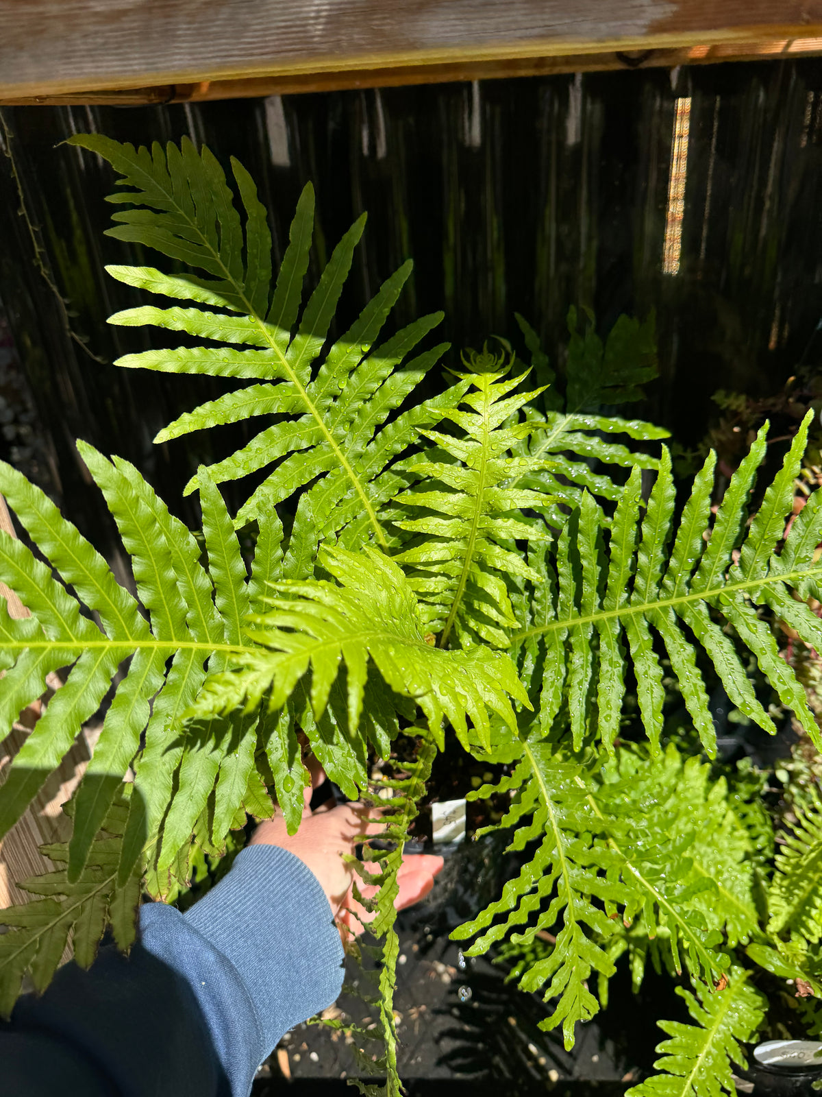 Dwarf Tree Fern ‘Silver Lady’