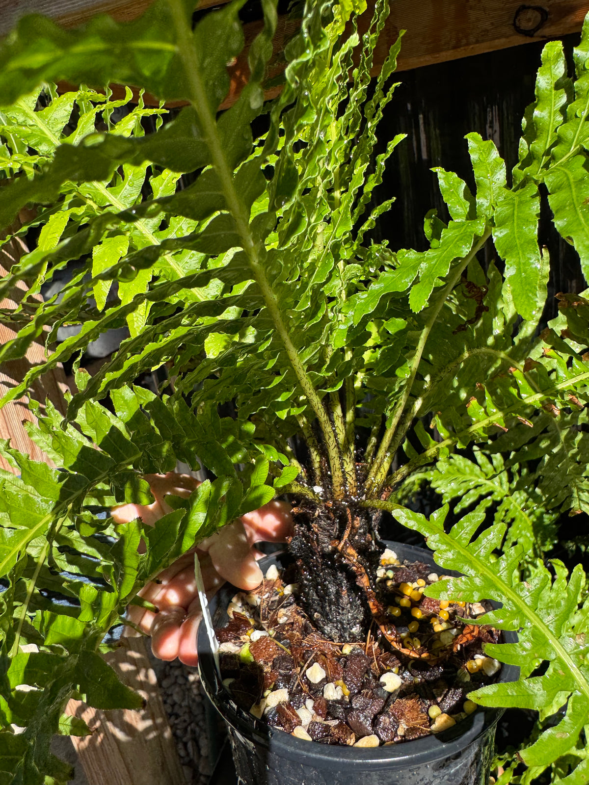 Dwarf Tree Fern ‘Silver Lady’