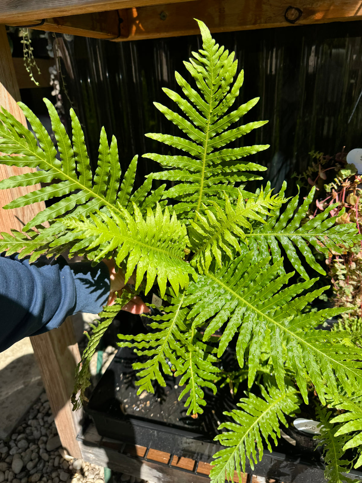 Dwarf Tree Fern ‘Silver Lady’