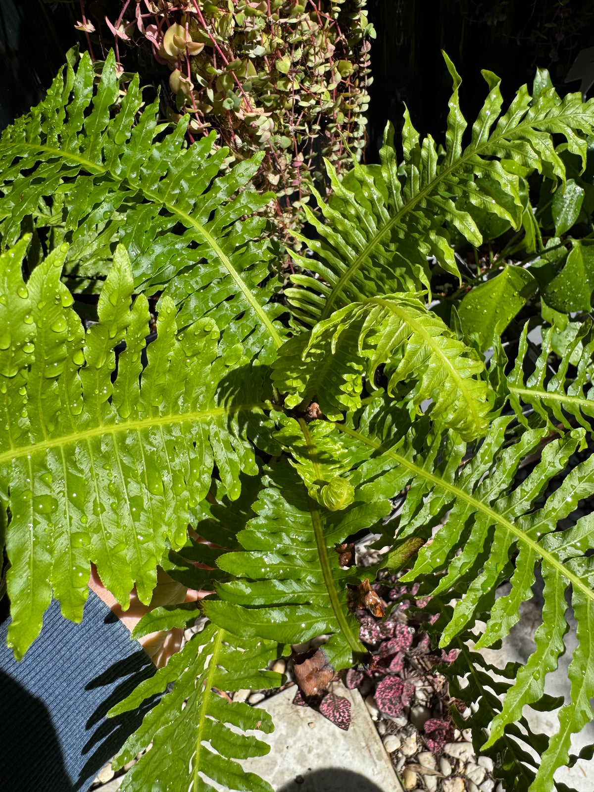 Dwarf Tree Fern ‘Silver Lady’