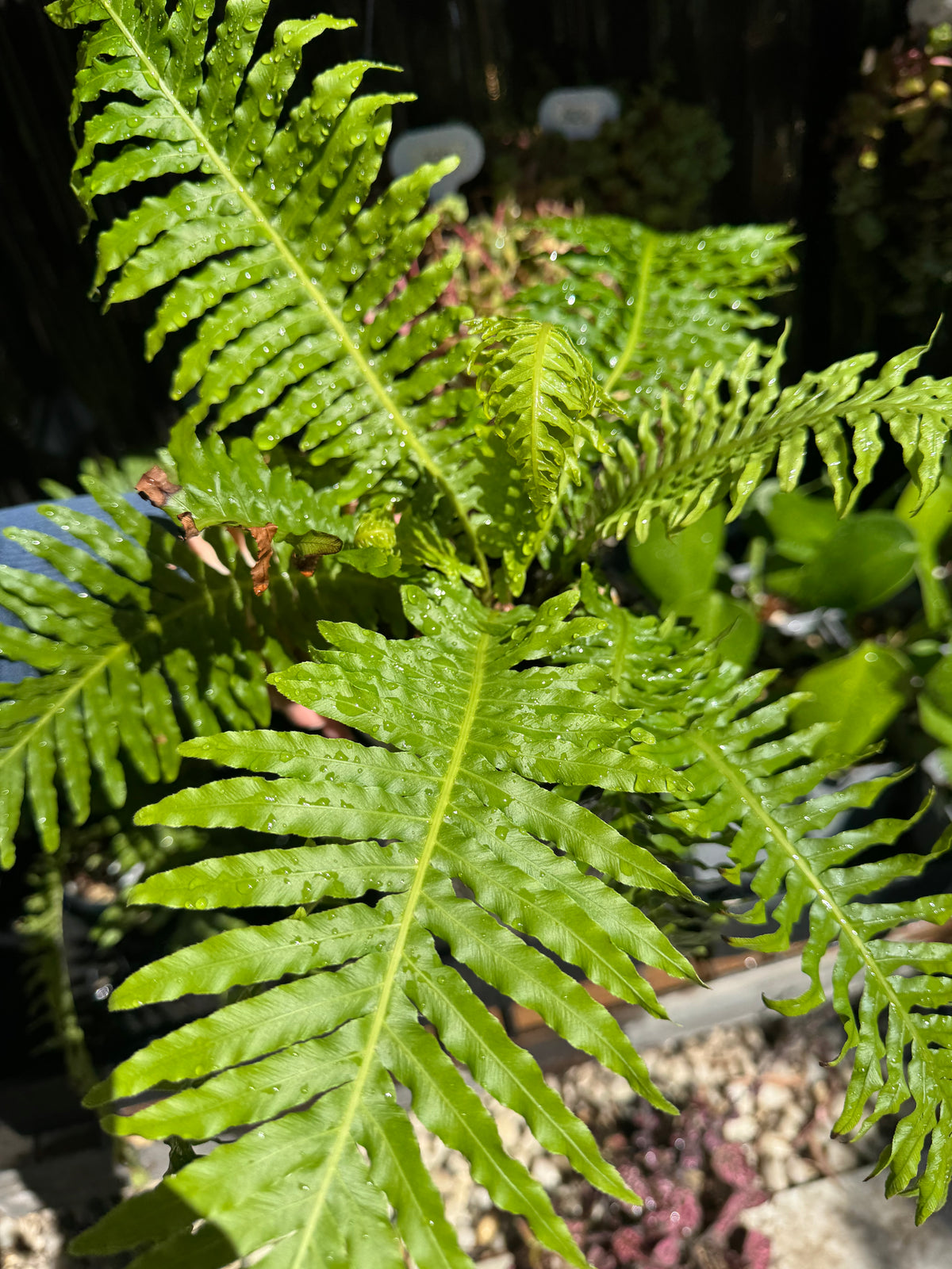Dwarf Tree Fern ‘Silver Lady’