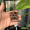 Black Bat Plant - Exact Specimen