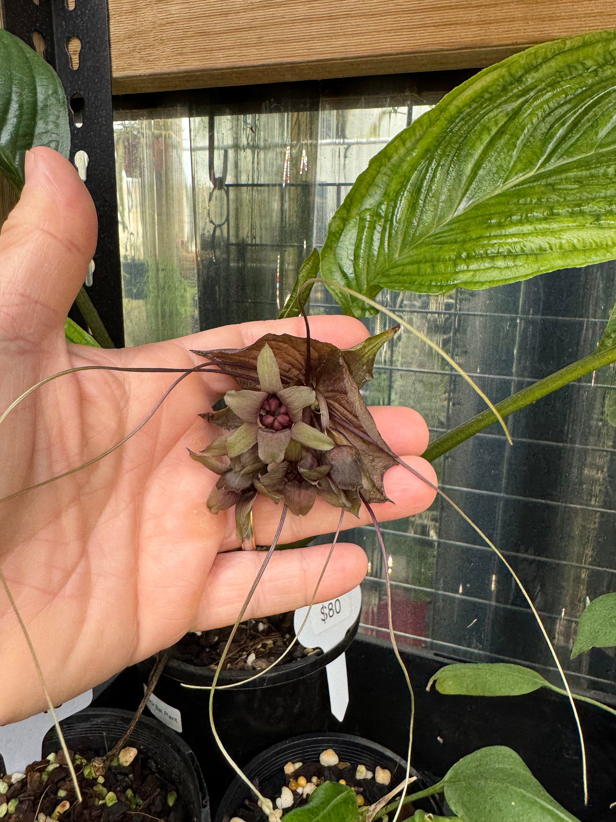 Black Bat Plant - Exact Specimen