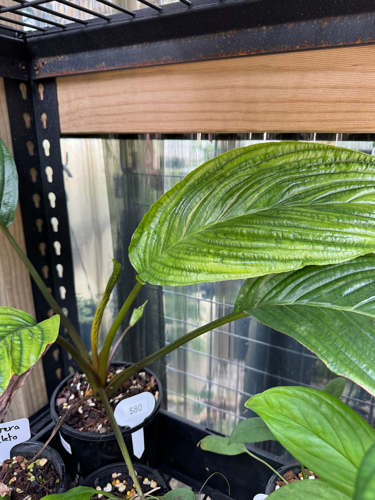 Black Bat Plant - Exact Specimen