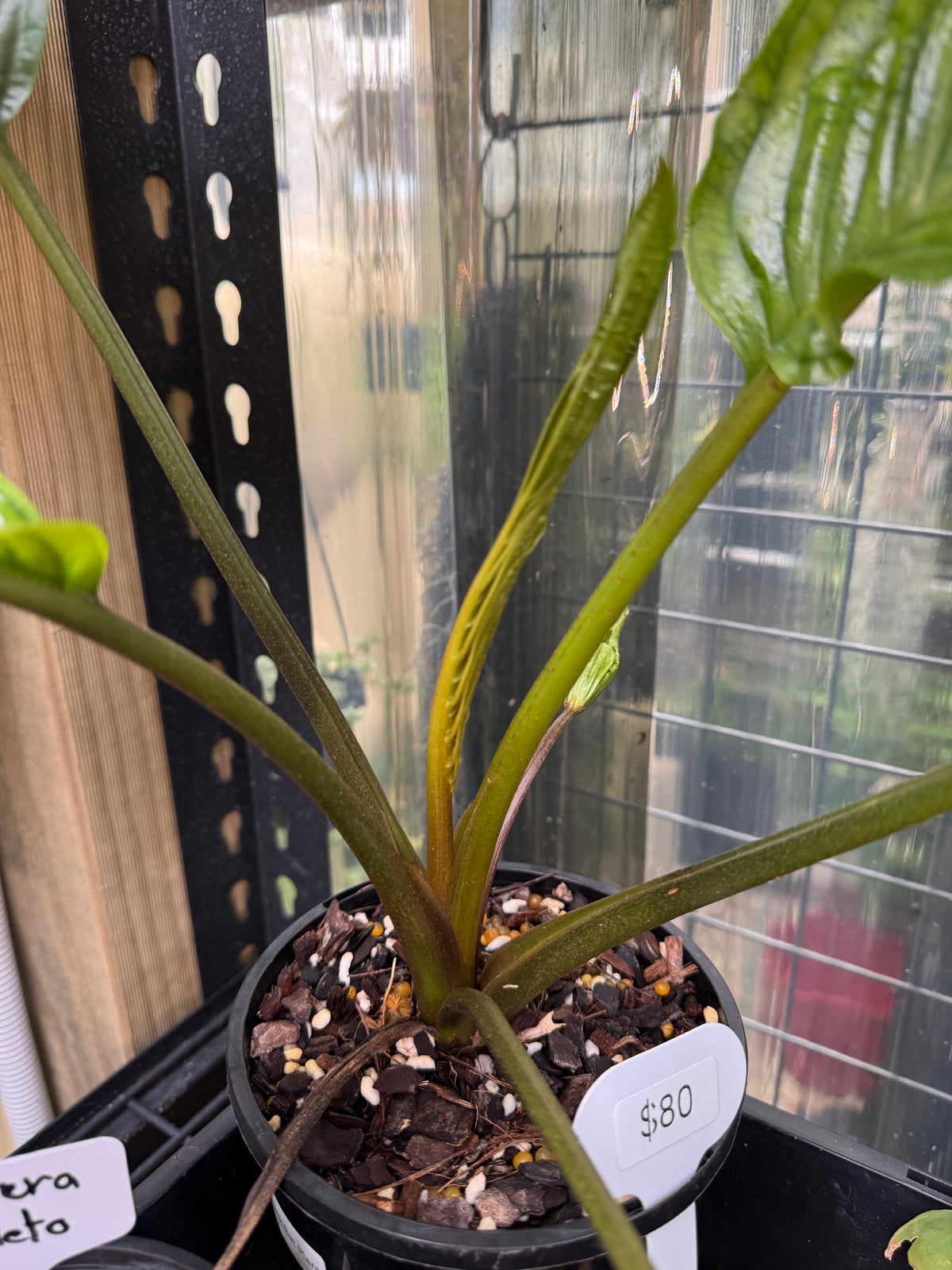 Black Bat Plant - Exact Specimen