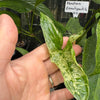 Syngonium 'Mojito'
