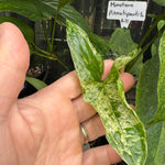 Syngonium 'Mojito'