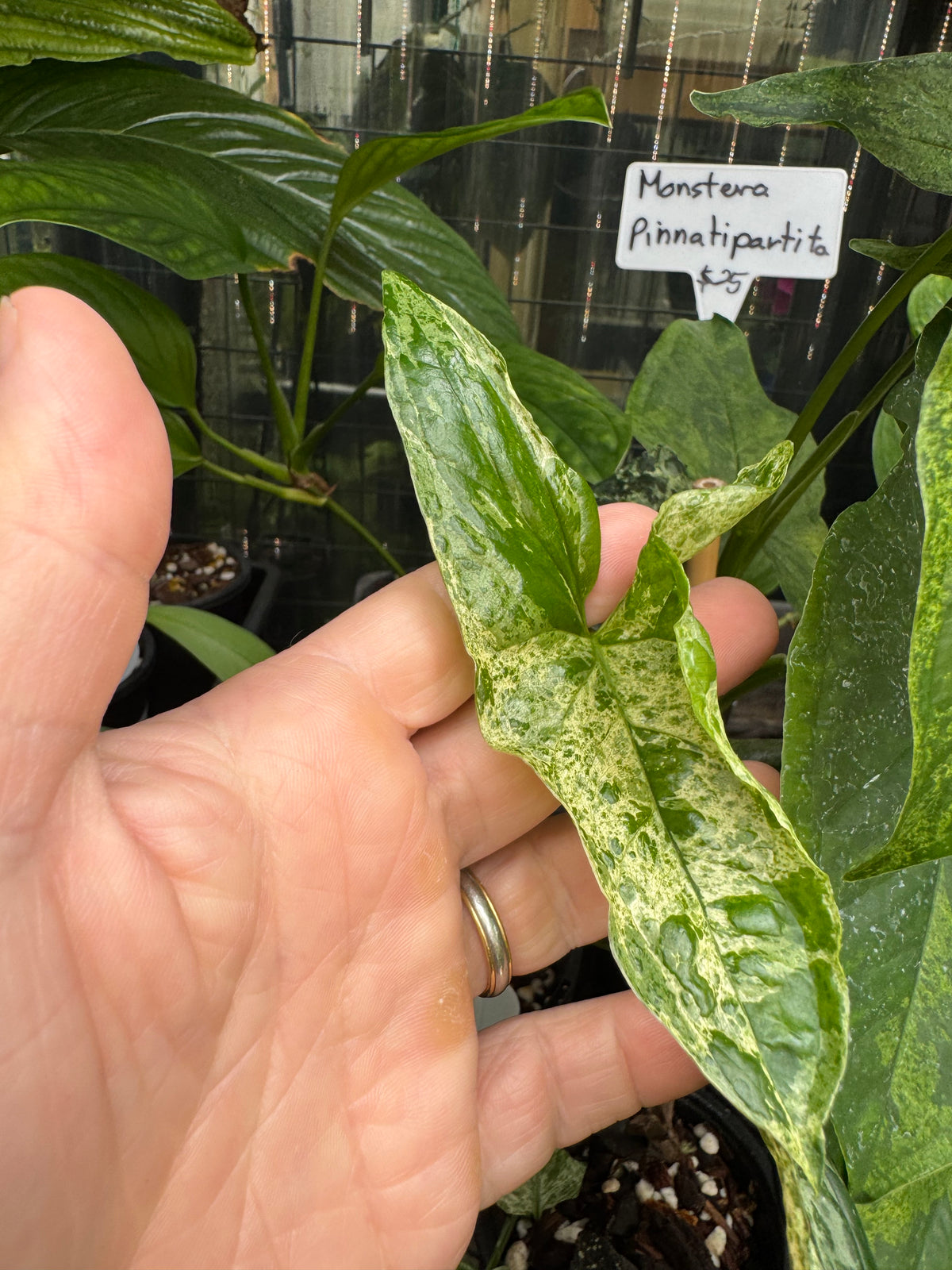 Syngonium 'Mojito'
