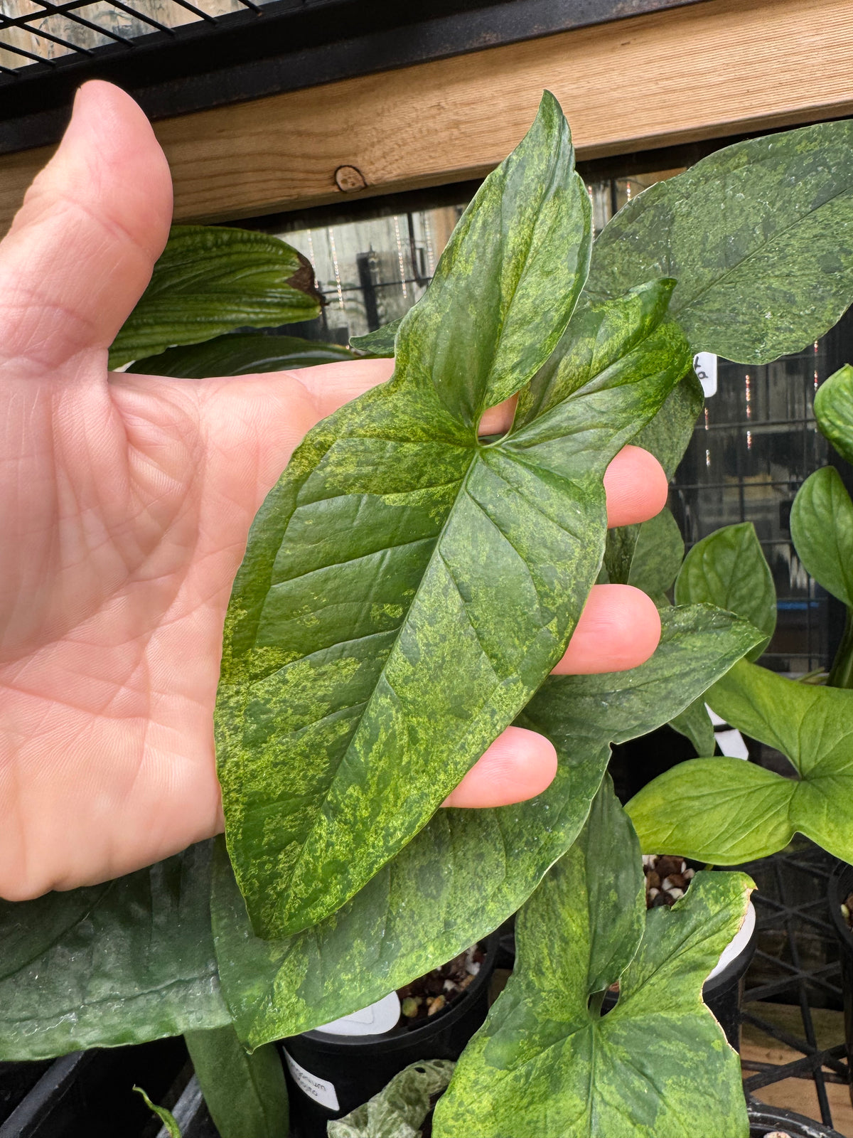 Syngonium 'Mojito'