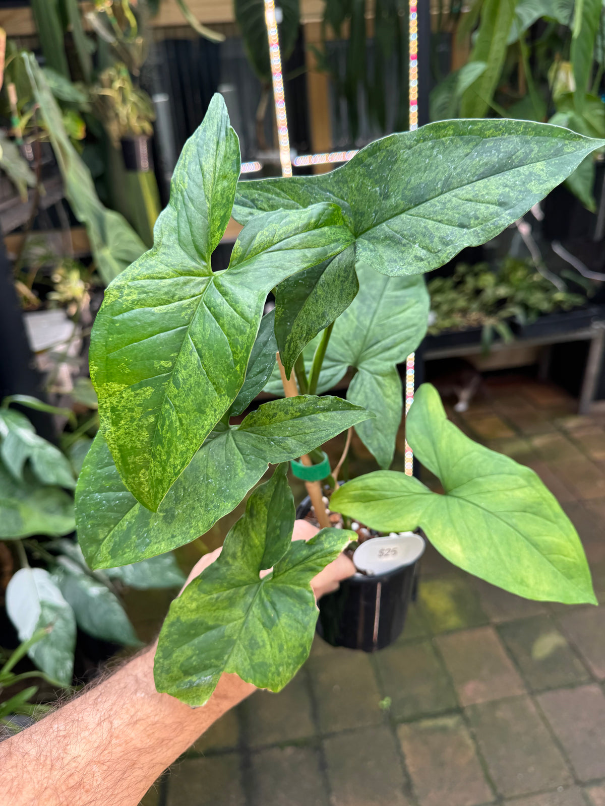 Syngonium 'Mojito'