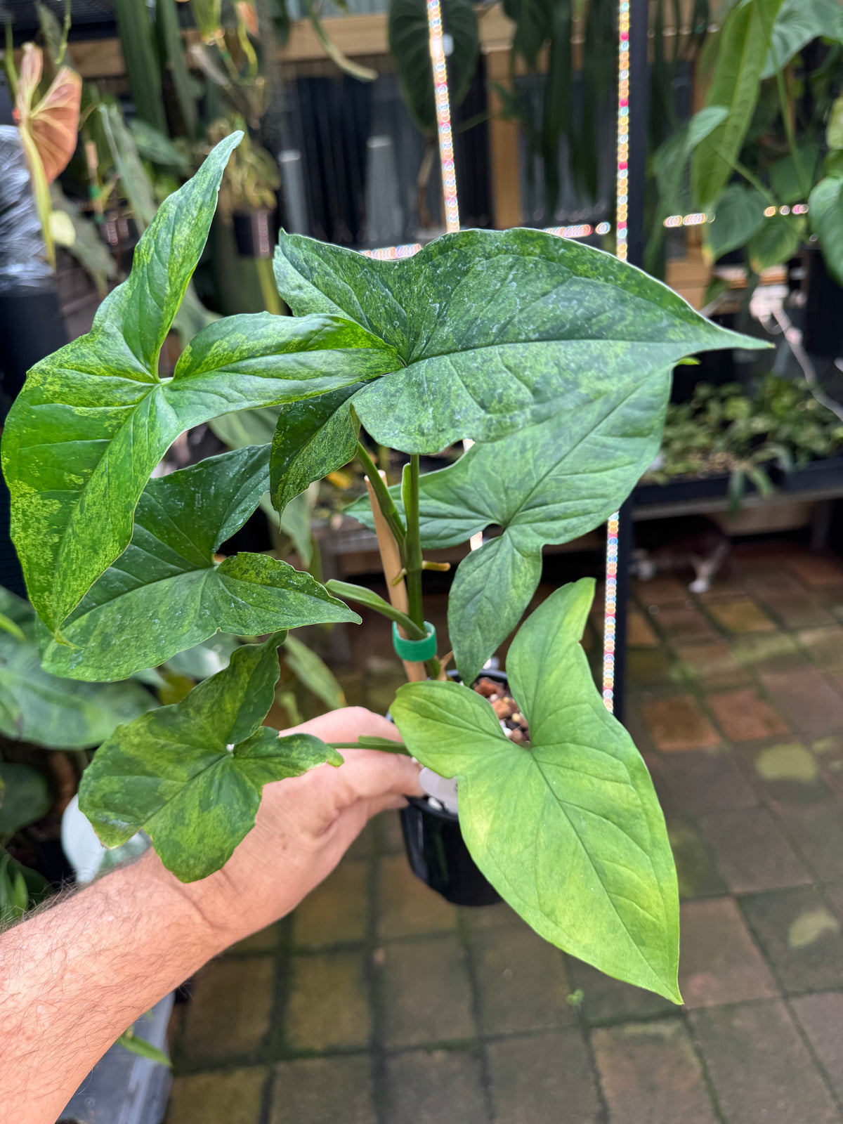 Syngonium 'Mojito'