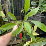Anthurium gracile ‘Mangrove’