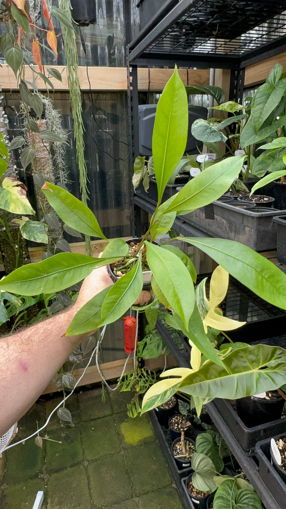 Anthurium gracile ‘Mangrove’