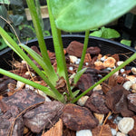 Anthurium veitchii narrow form - Exact Specimen