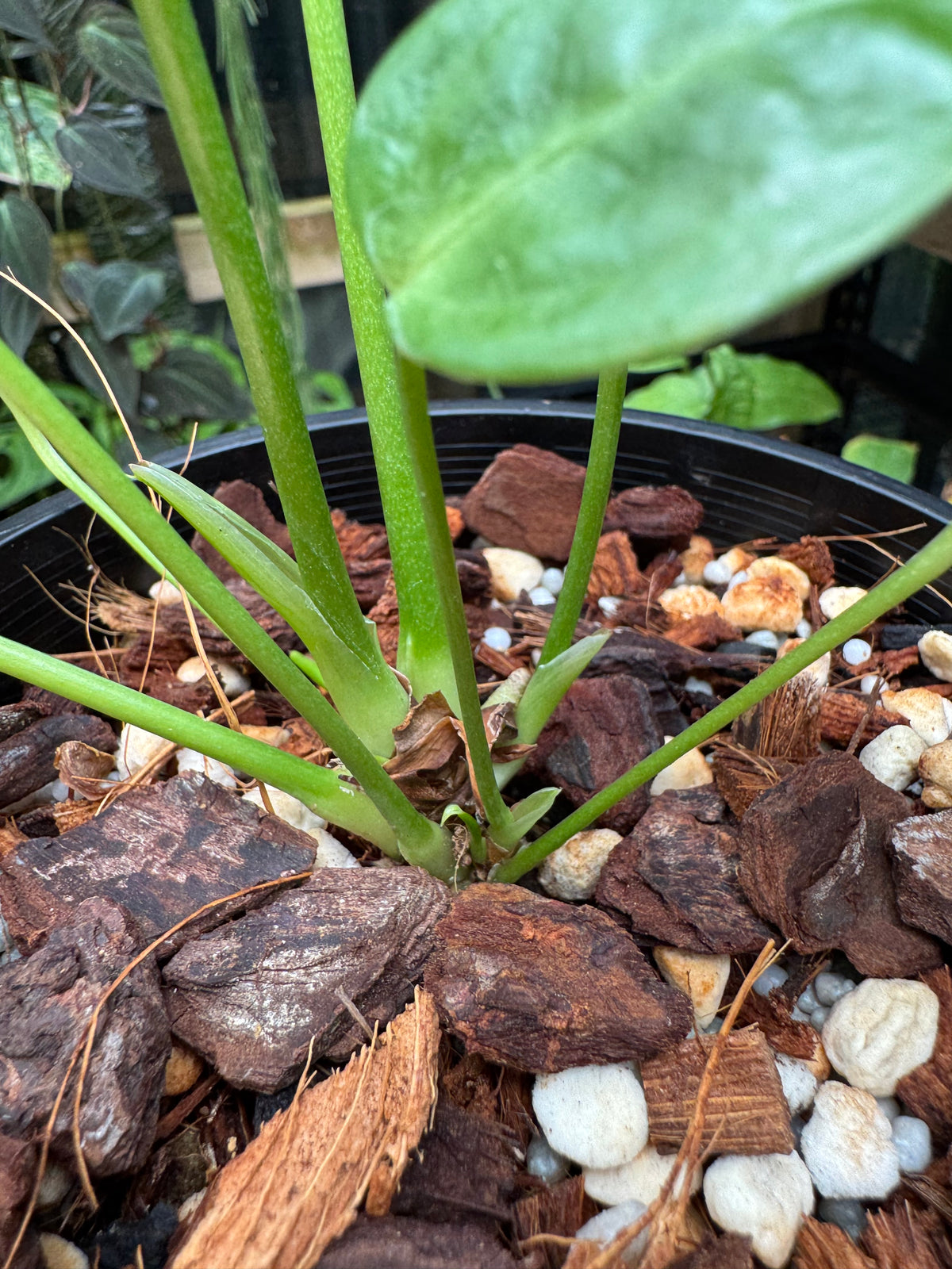 Anthurium veitchii narrow form - Exact Specimen