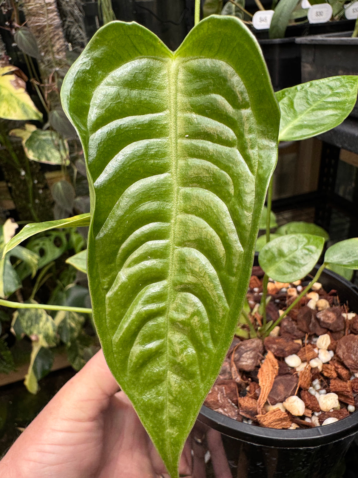 Anthurium veitchii narrow form - Exact Specimen