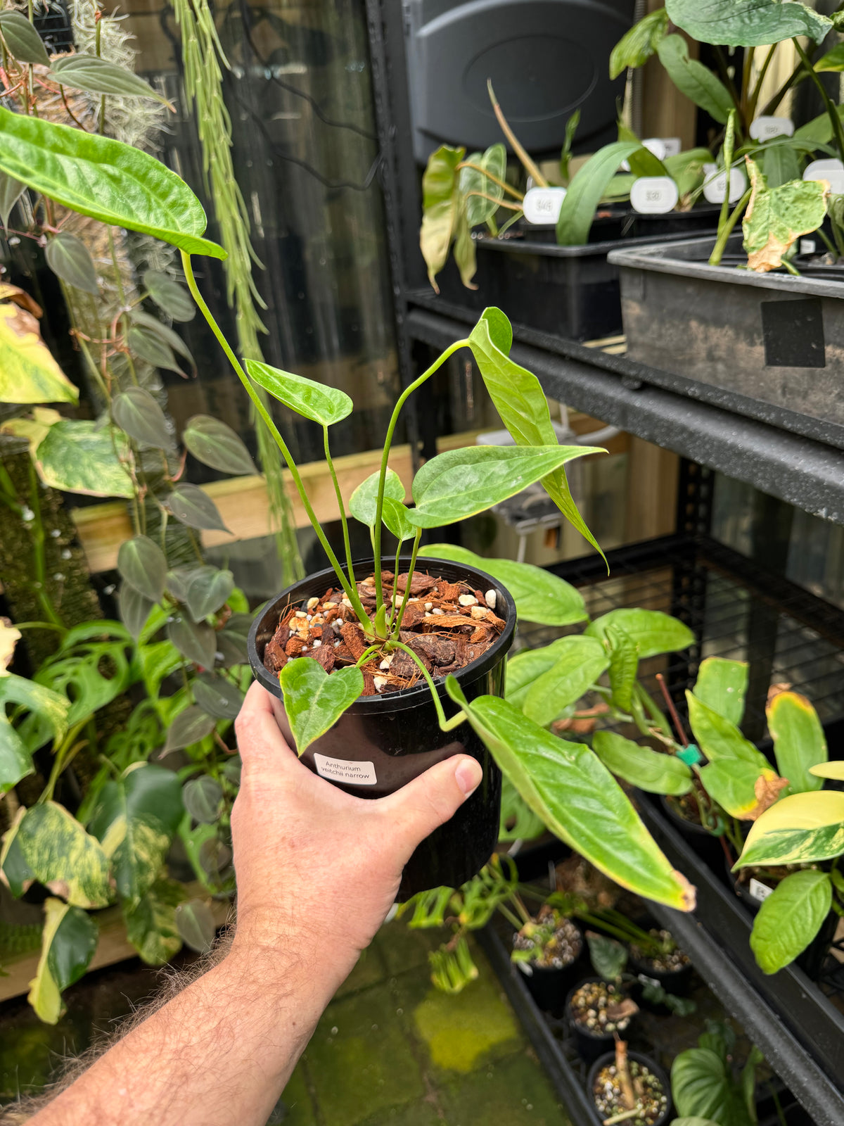 Anthurium veitchii narrow form - Exact Specimen