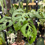 Monstera ‘Esqueleto’ - Exact Specimen