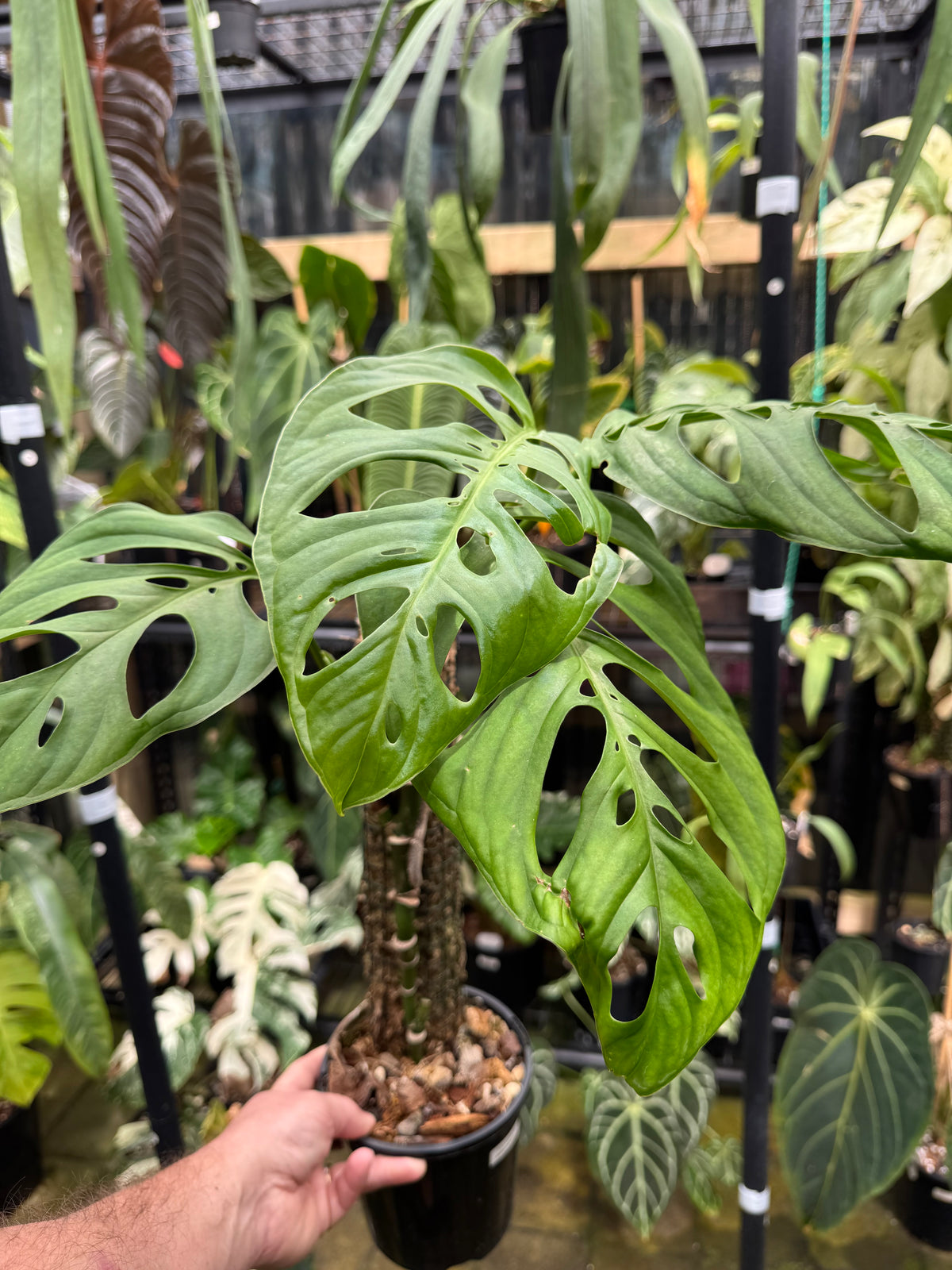 Monstera ‘Esqueleto’ - Exact Specimen