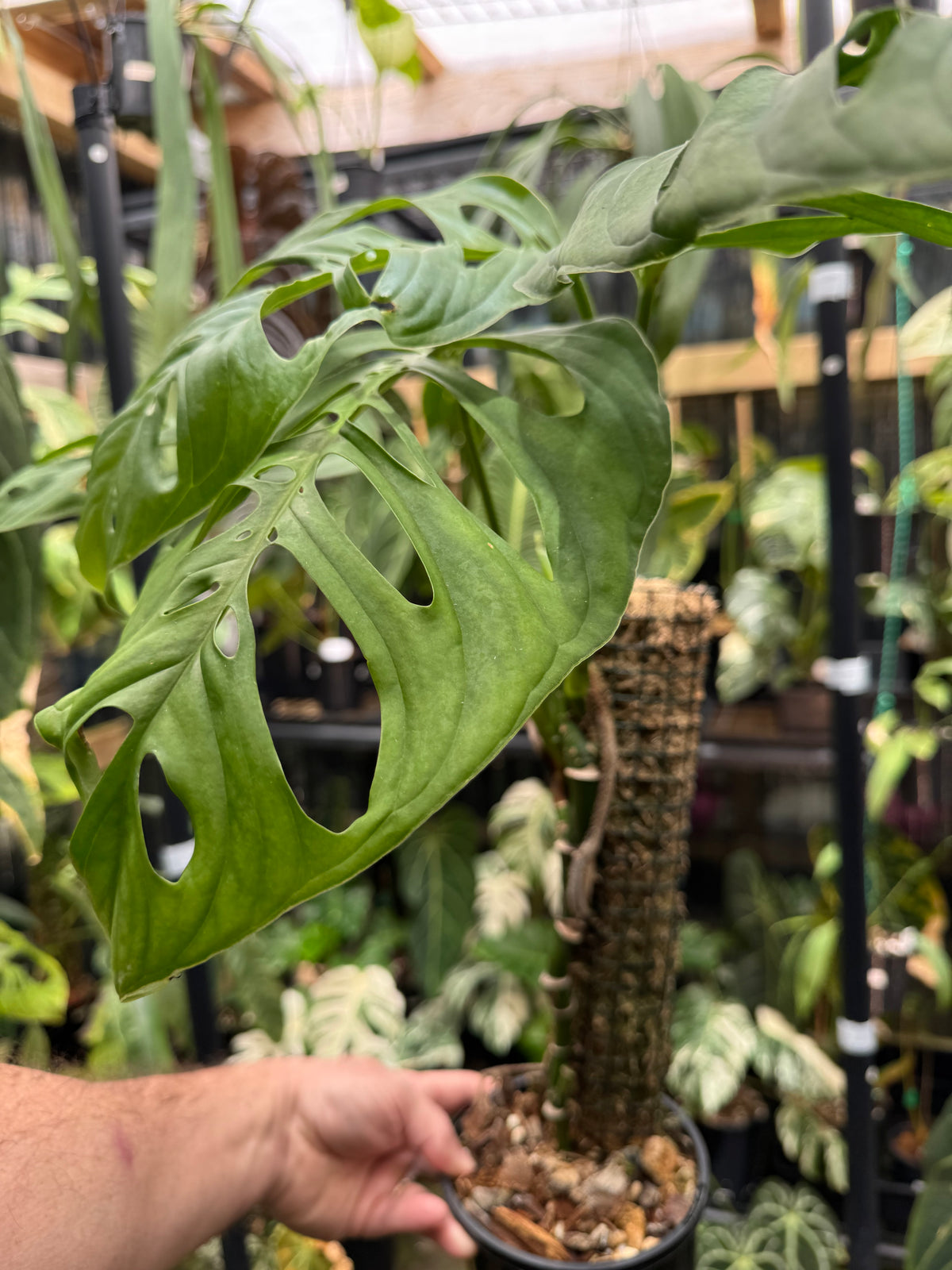 Monstera ‘Esqueleto’ - Exact Specimen