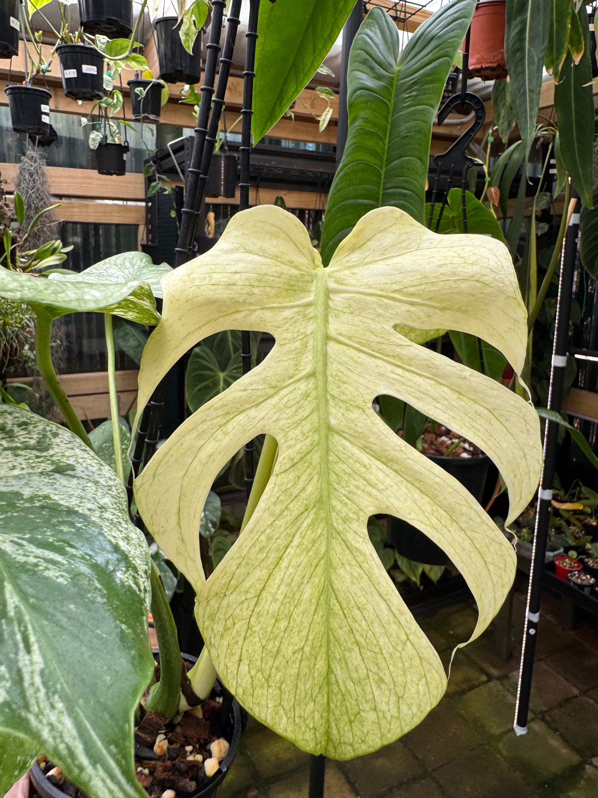 Monstera 'White Monster'