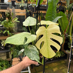 Monstera 'White Monster'