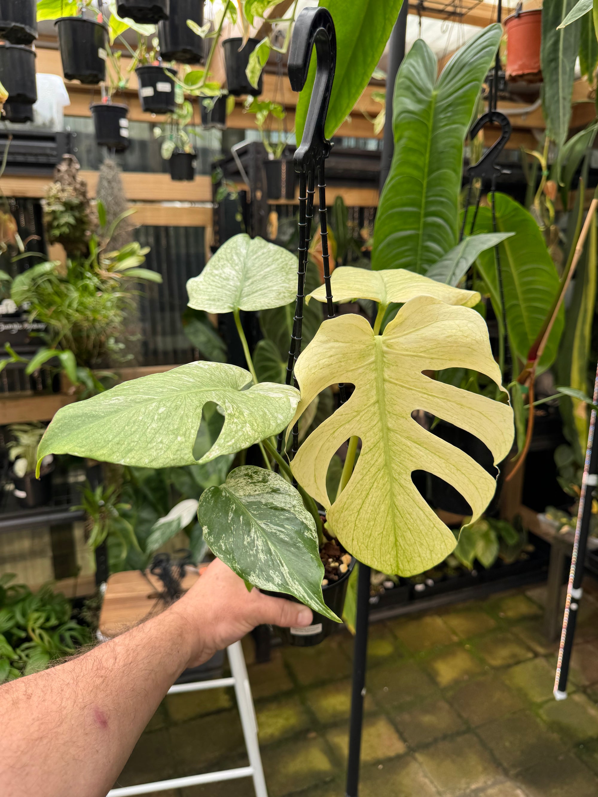 Monstera 'White Monster'