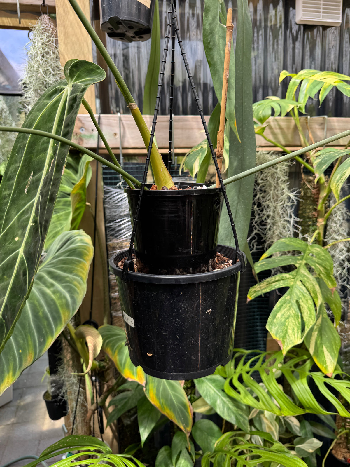 Anthurium warocqueanum ‘Dark Narrow’ - Exact Specimen