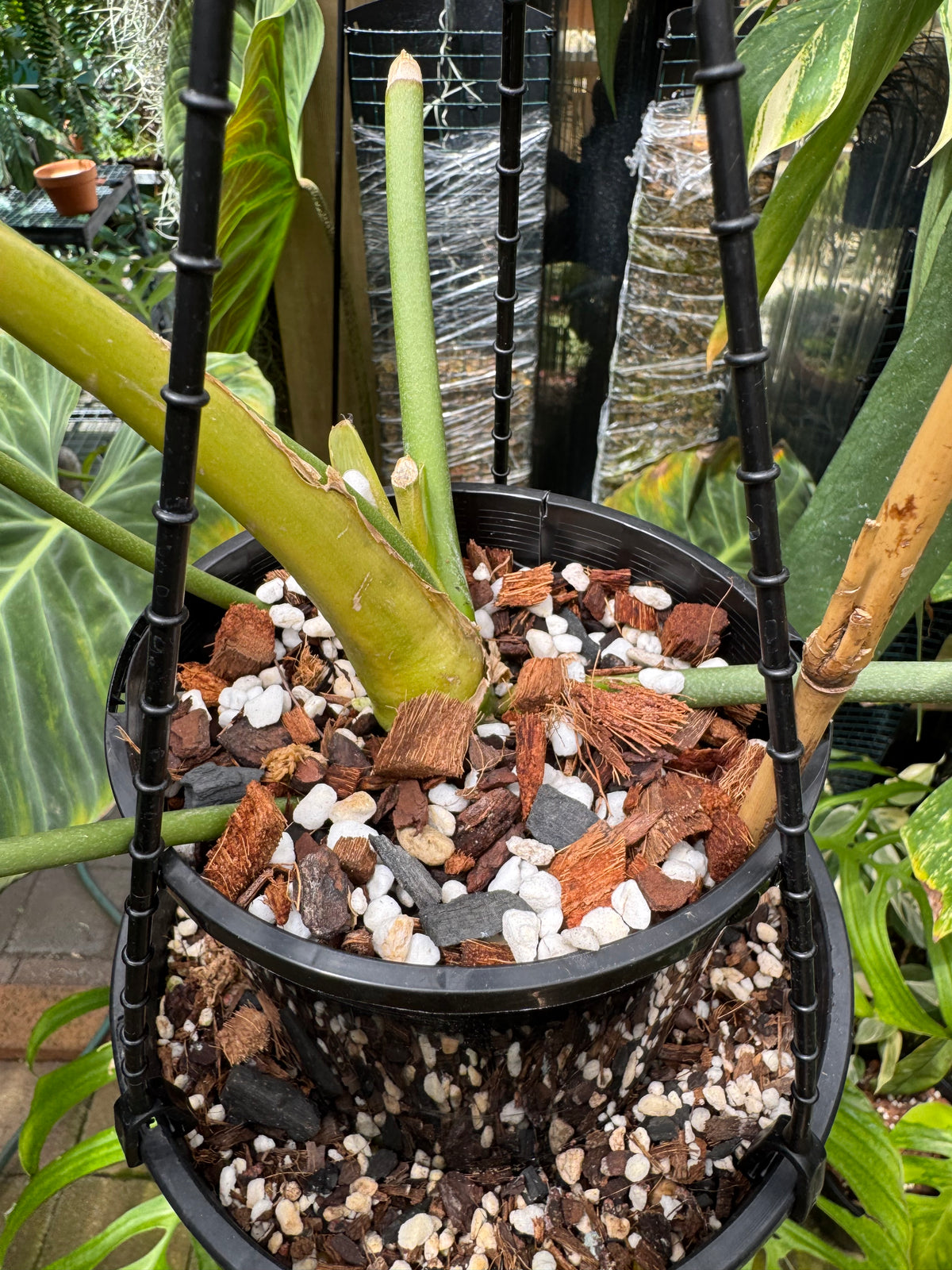 Anthurium warocqueanum ‘Dark Narrow’ - Exact Specimen