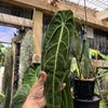 Anthurium warocqueanum ‘Dark Narrow’ - Exact Specimen