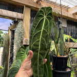 Anthurium warocqueanum ‘Dark Narrow’ - Exact Specimen