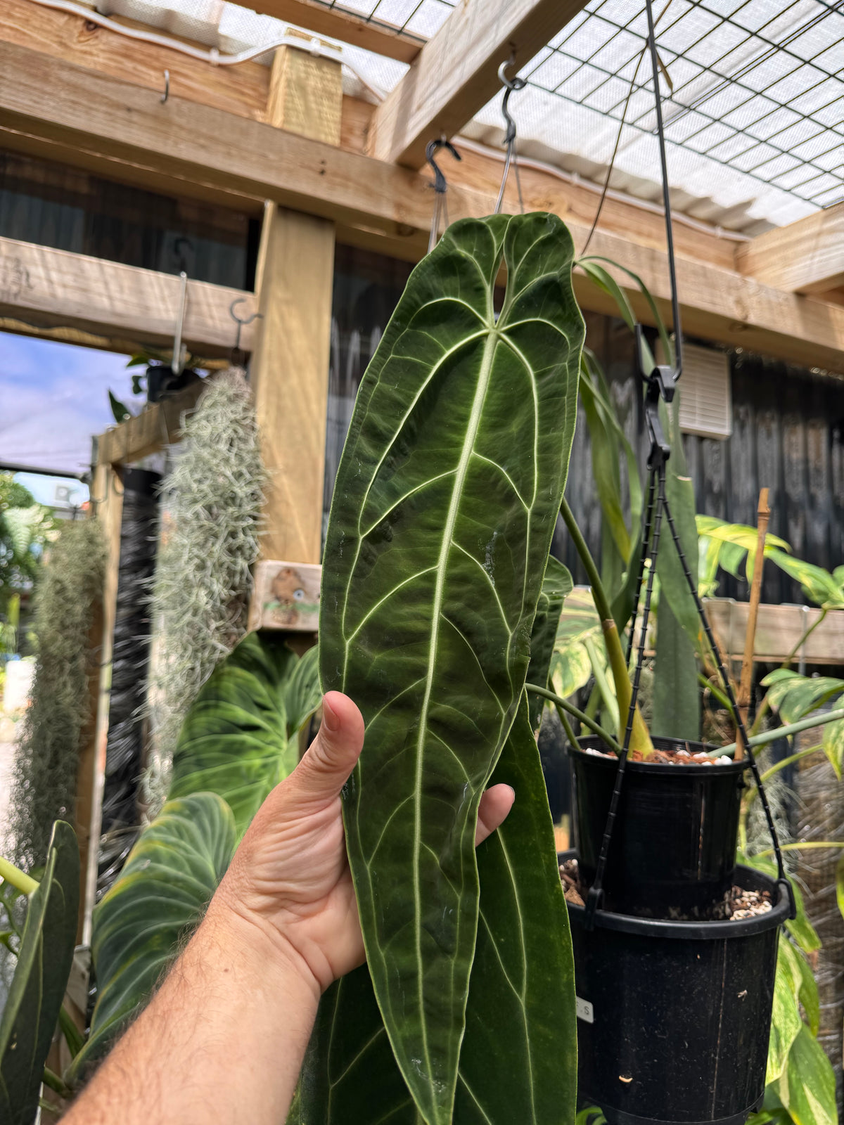 Anthurium warocqueanum ‘Dark Narrow’ - Exact Specimen
