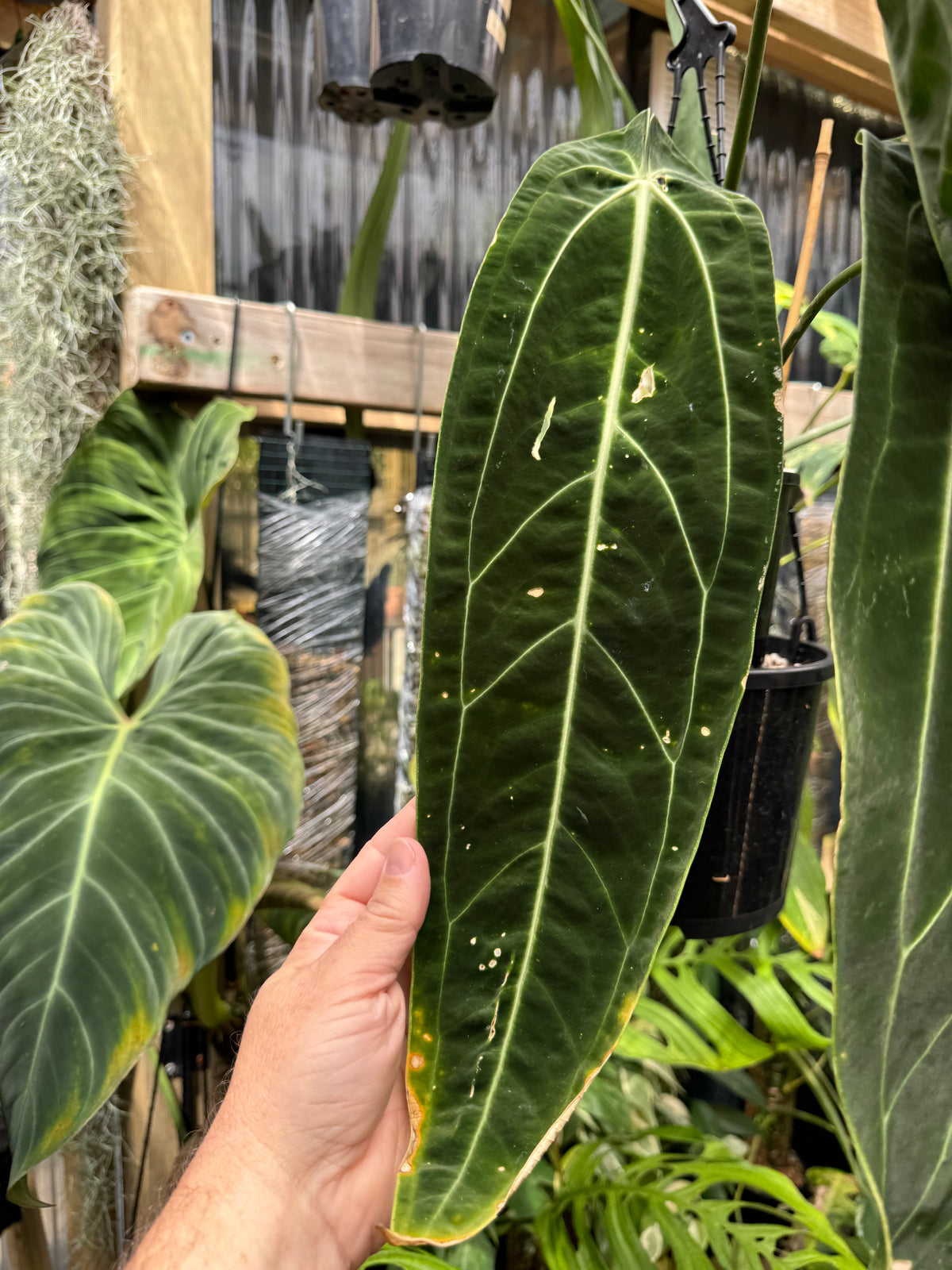 Anthurium warocqueanum ‘Dark Narrow’ - Exact Specimen