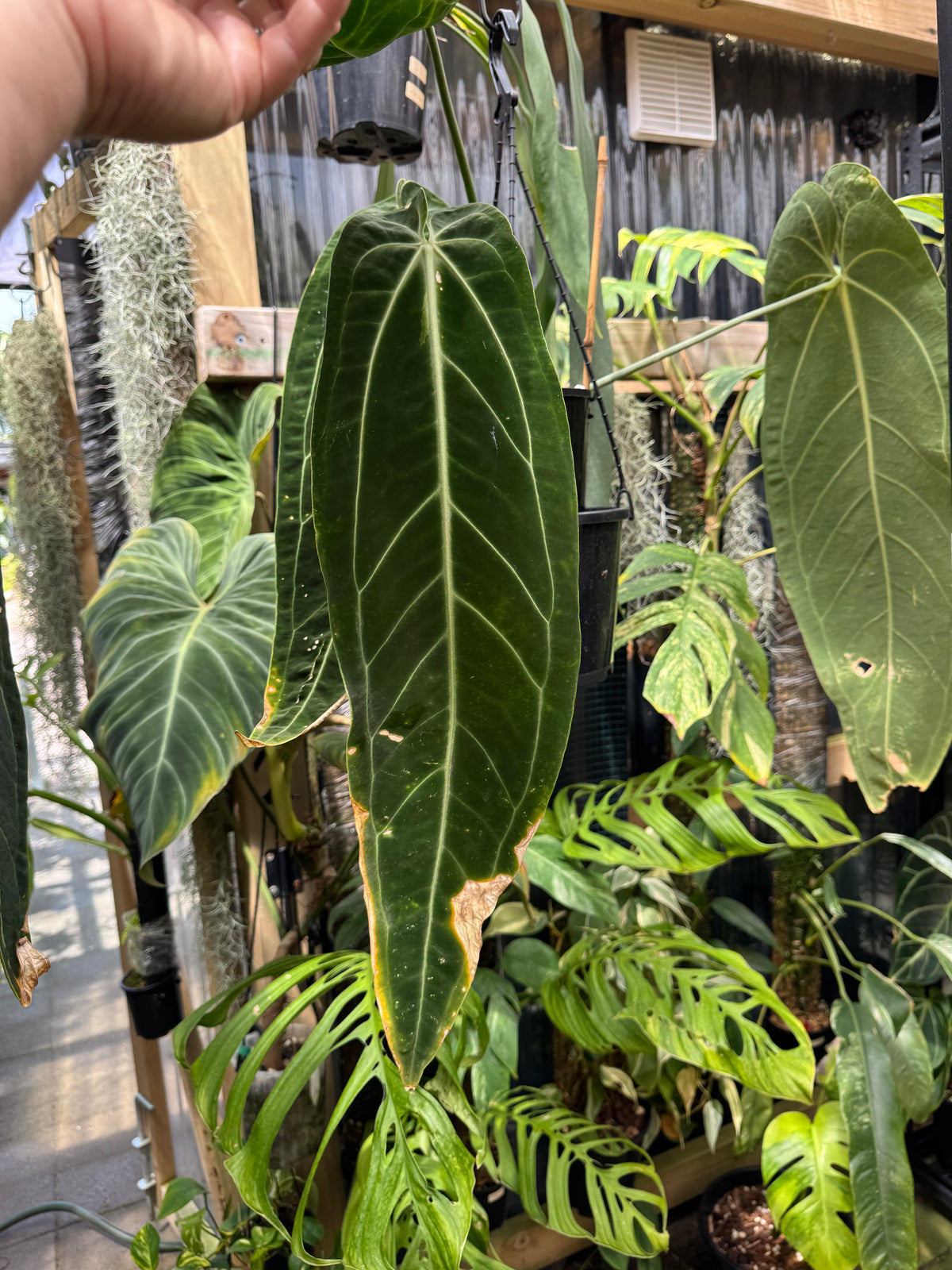 Anthurium warocqueanum ‘Dark Narrow’ - Exact Specimen