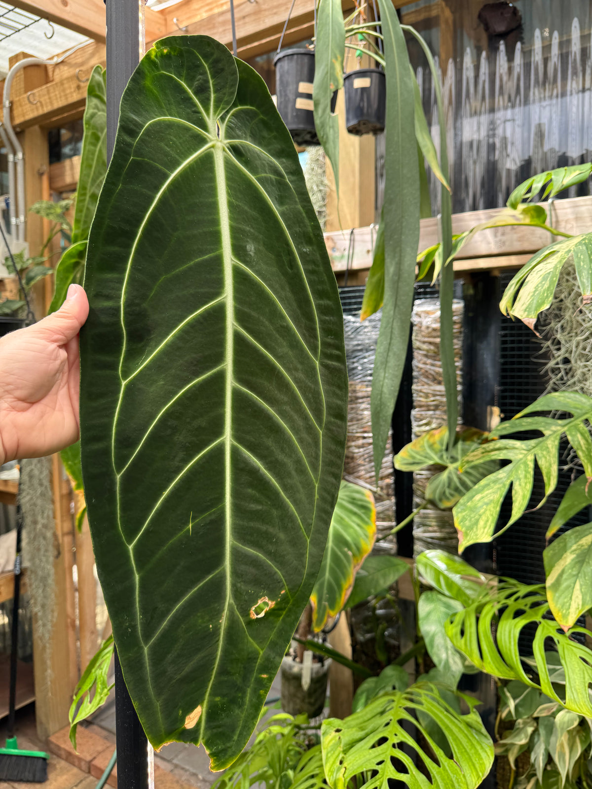 Anthurium warocqueanum ‘Dark Narrow’ - Exact Specimen